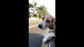 Visalia dog using his TikTok fame for a good cause