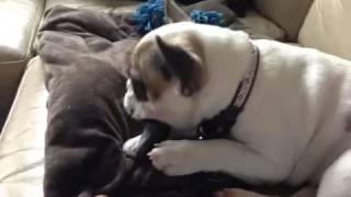 Xena the Frenchie chewing on cow's hoof