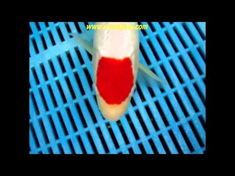 Ginrin Tancho (11-N-584) - Sakezume