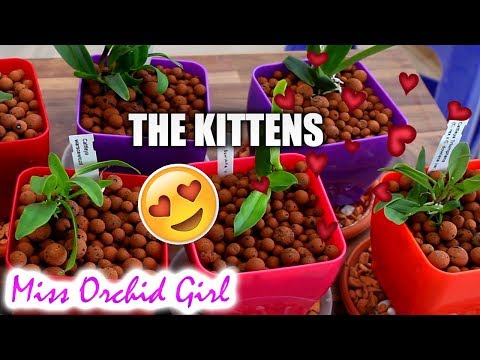 My Cattleya Orchid seedlings - the tiny kittens :)