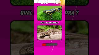 Identifique o animal 🦁 #animais #quiz