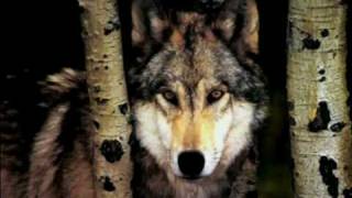 wolves at the door by senses fail