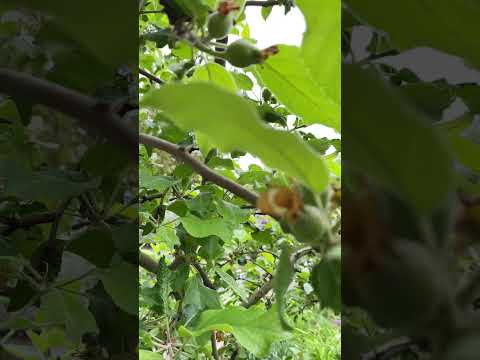 Ini adalah baby apple yang akan kita petik saat musim panas menjelang ke musim gugur.. #fruits