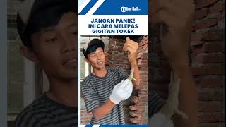 Download lagu Cara Melepas Gigitan Tokek #shorts mp3 Download lagu Cara Melepas Gigitan Tokek #shorts mp3