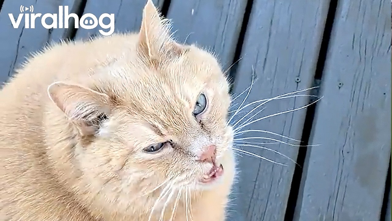 Chatty Chonky Kitty || ViralHog