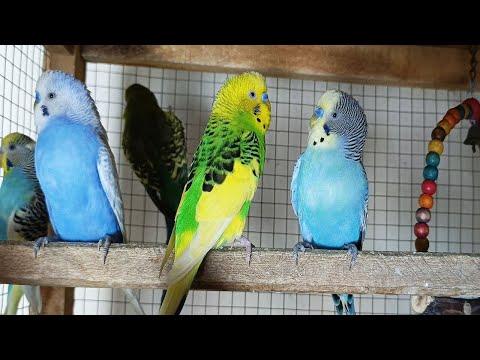 Over 12 Hours of Budgies Playing, Singing and Talking in their Aviary Budgie sounds for sad birds