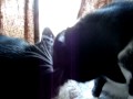 Tuxedo Cat Cleaning Sister Tuxedo Cat