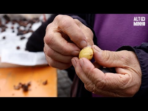 Chestnuts, Music and Tradition at the São Martinho de Cerveira Chestnut Festival | Altominho TV