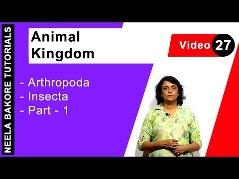 image-What animals are in Arthropoda? 