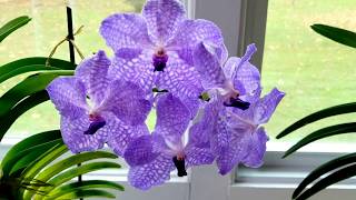 Quick tip video:  How to tell when your orchids in moss need to be watered.