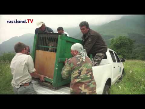 Video: Bären-Auswilderung in Armenien Video: Bären-Auswilderung in Armenien