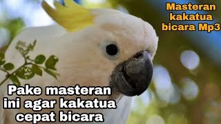 Download lagu Masteran agar kakatua cepat bicara dan cerewet Mp3 mp3