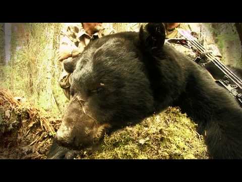 Moment of Truth: How to Correctly Judge Black Bears