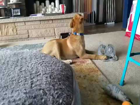 Scout, an adopted Labrador Retriever Mix in Silverdale, WA_image-1