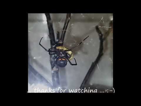 Latrodectus menavodi Schwarze Witwe feeding time 13 08 2023
