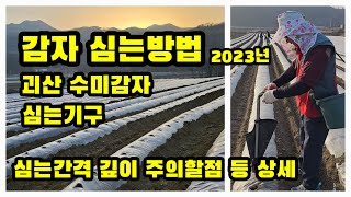 감자심는방법 심는간격 시기 깊이 주의할점 심는기구 [감자재배방법]