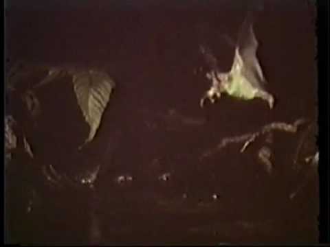 Fringe-lipped bat eating a tungara frog.