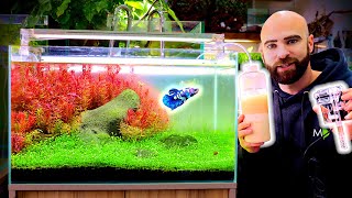 Micro USB Filter, Yeast & Sugar CO2, Cheap Light = INSANE Betta Fish Aquarium