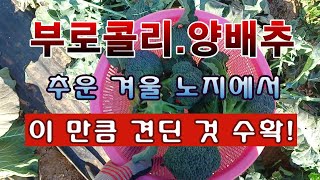 [텃밭농부 1,755]  부로콜리, 양배추. 이 추운 겨울철 노지에서 이만큼 견뎠습니다. 이제 수확!