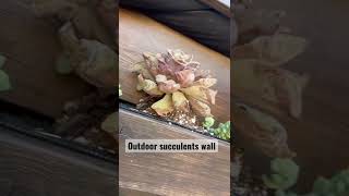 Outdoor succulents wall | Summer garden ideas for beginners #garden #succulents #shorts