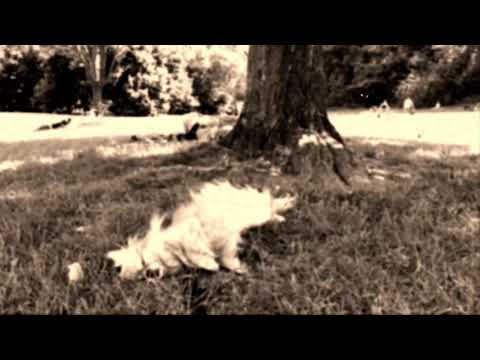 old smoky locomotion