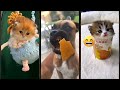 Funny Cat New Funny Cats 2024 ‍ FunnyCats Episode 2631