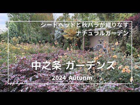 庭やテラスにぴったりの素朴で親しみやすいつる性植物 6 選  庭園