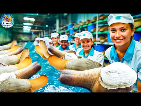 American Farmer Harvest Millions of Geoduck Clams | The Largest and Most Expensive Clams