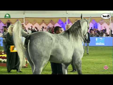 N 261 FAROOQ AL TINHAT   King Abdulaziz Arabian Horse Center Show 2021   Stallions 4 6 Years Old Cla