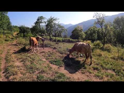 La pascut cu vacuțele