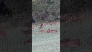 Das Schmalschaf und der Keiler - Sau &amp; Muffeljagd im Hunsrück🐗🌿 Jetzt auf HOD ansehen!