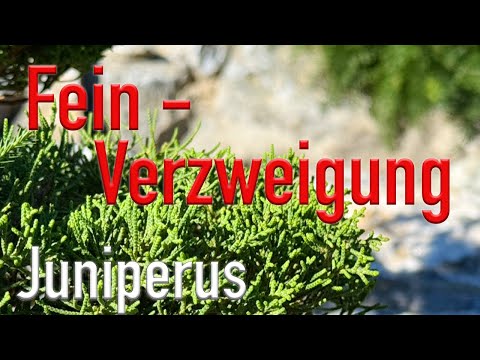 Feinverzweigung an Wacholder verbessern. Was du alles wissen musst!