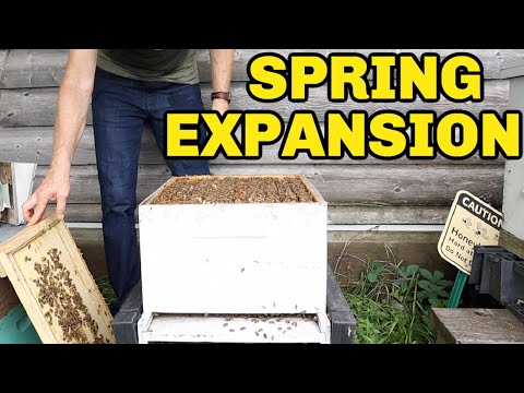 Beekeeping: How To Expand & Grow Your Bees In The Spring
