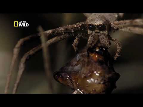 Les Araignées - Documentaire animalier - Animaux & Autres