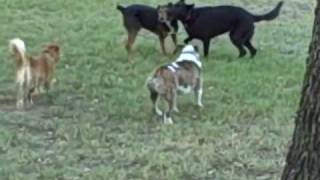 preview picture of video 'Dog socialization | Redeeming Dogs | Highland Village Dog Training'