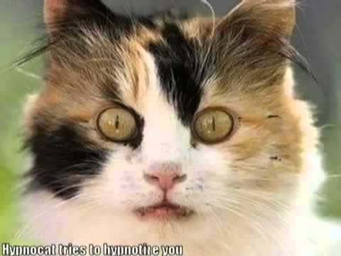 बहुत अजीब बात है 45 बिल्लियों