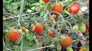 Tomato Cloning Success?