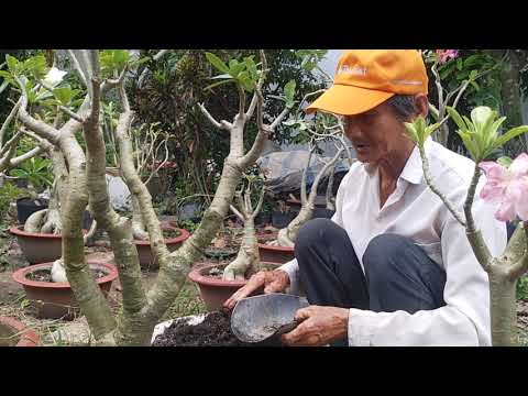 Cách trộn và vô phân gốc cây sứ