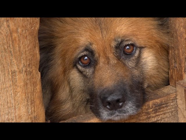 Что делать с бездомными собаками?