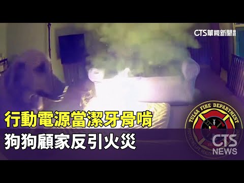 行動電源當潔牙骨啃　狗狗顧家反引火災