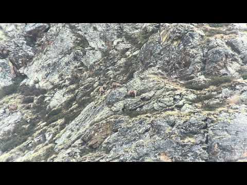 Digiscoping at Malga Maleda Alta | Chamois in Action with Swarovski ATX 115mm and iPhone 15 Pro Max