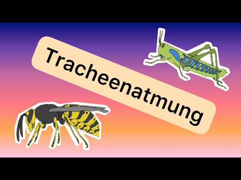 Die Atmung der Insekten (Tracheen)