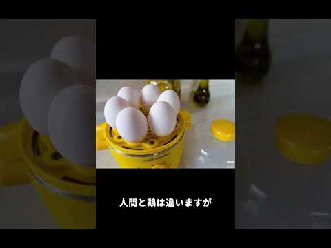 産卵鶏に禁止されている食品は何ですか?健康的な食生活に役立つリスト！  庭園