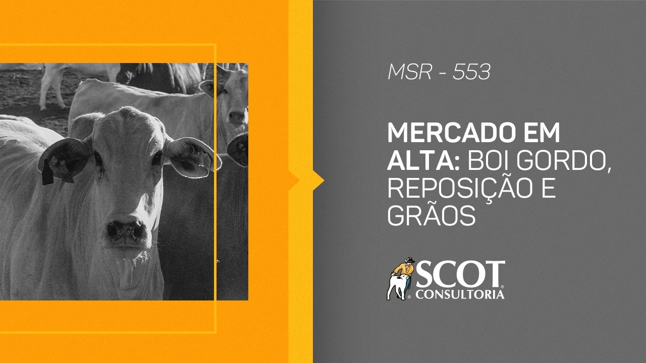 Mercado Sem Rodeios - Episódio 553 - Mercado em alta: boi gordo, reposição e grãos