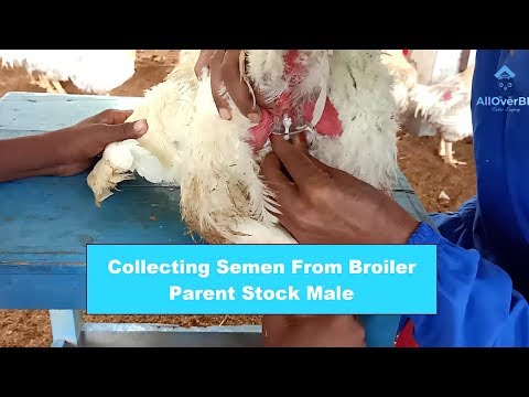 How To Collect Semen From Broiler Parent Stock Chicken | Artificial Insemination |
