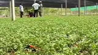 SAGARPA Campeche uso de malla sombra en cultivo de cilantro