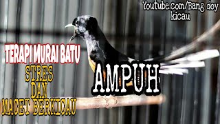 Download lagu TERAPI BURUNG MURAI BATU STRES,MACET BUNYI DAN DROP MENTAL.SUARA DI ALAM BEBAS mp3 Download lagu TERAPI BURUNG MURAI BATU STRES,MACET BUNYI DAN DROP MENTAL.SUARA DI ALAM BEBAS mp3