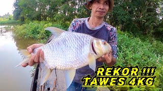 Download lagu FISHING FOR THE BIGGEST RIVER TAWES || RECORD FOR THE MONSTER LAMPAM TAWES mp3 Download lagu FISHING FOR THE BIGGEST RIVER TAWES || RECORD FOR THE MONSTER LAMPAM TAWES mp3