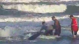 preview picture of video 'Beached Whale euthanized on Mustang Island, TX'