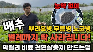 배추 심고 이렇게 하시면 뿌리혹병 무름병 노균병 벌레까지 해결됩니다!